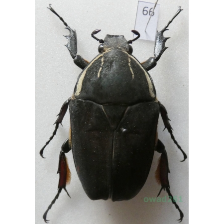 Mecynorhina ugandensis (Moser, 1907) female ex. ovo Cameroon66